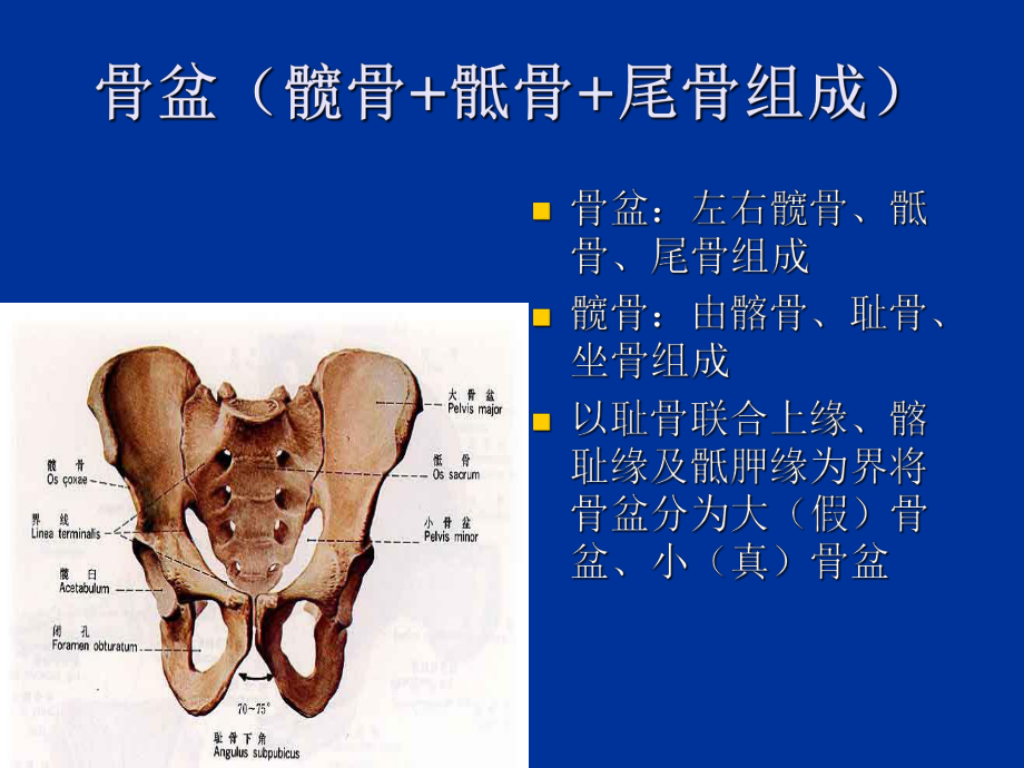 常规妇科超声切面_第3页