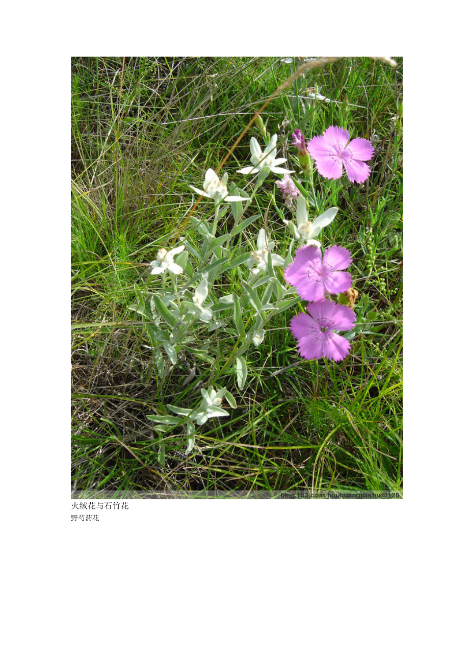 火绒花与石竹花_第1页
