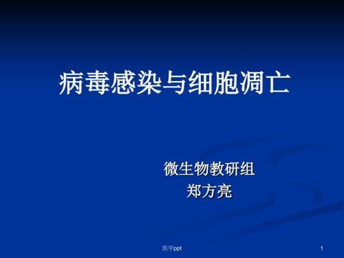 病毒學(xué)7病毒感染與細(xì)胞凋亡課件