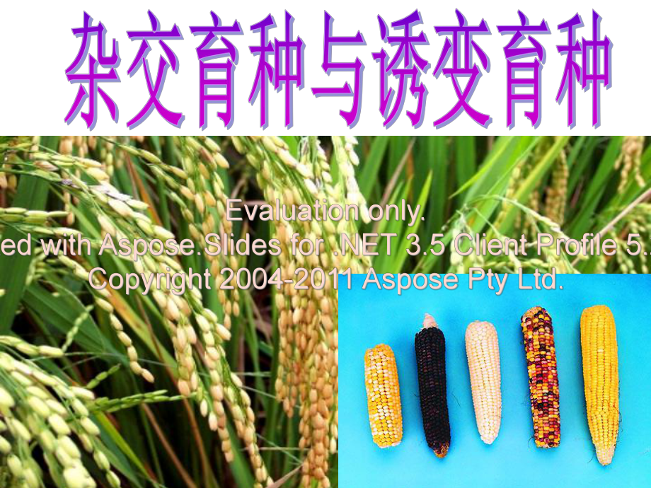 高一生物必修杂交育种和诱变育种_第1页