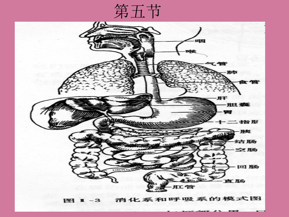 慢性胃炎溃疡病ppt课件_第1页