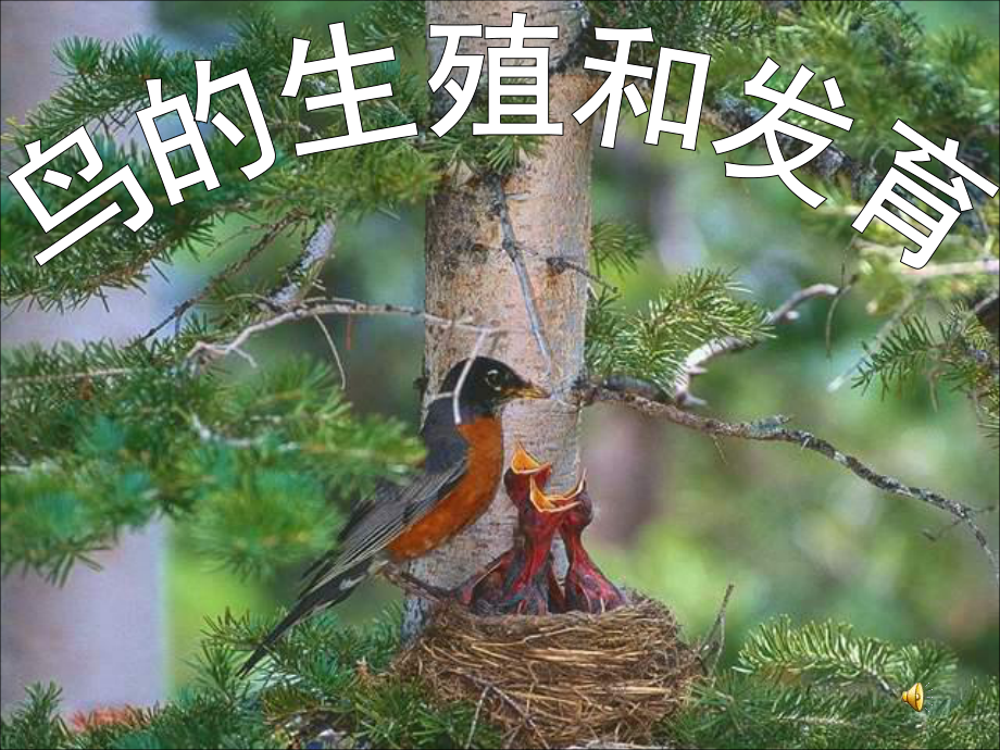 鸟的生殖与发育(好)参考_第1页