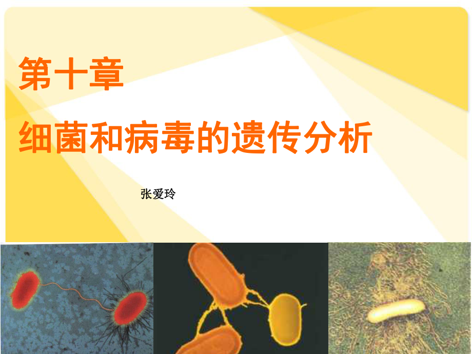 细菌和病毒的遗传分析_第1页