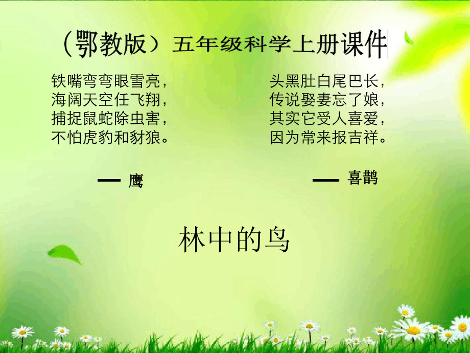 五年级科学上册林中的鸟1课件鄂教版_第1页