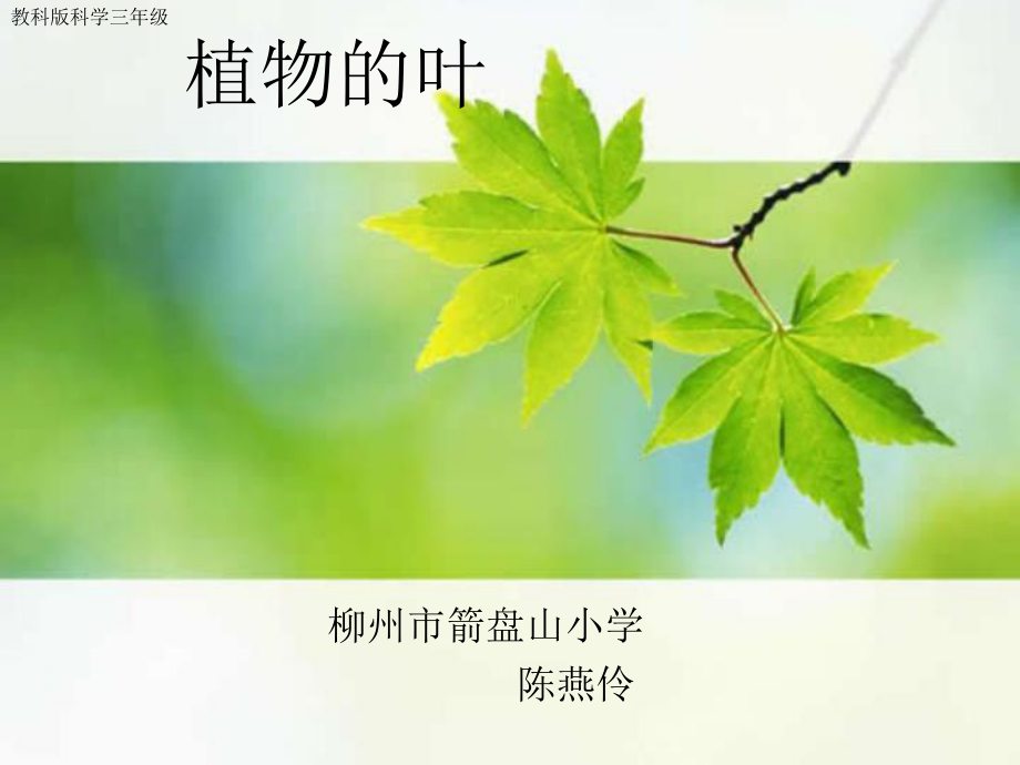 教科版科学三年级植物的叶_第1页