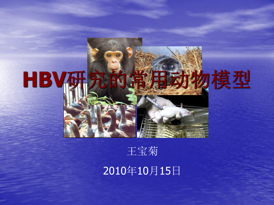 HBV研究的动物模型_第1页