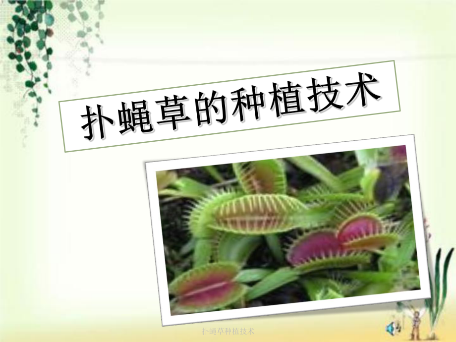 扑蝇草种植技术_第1页