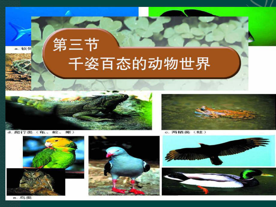 千姿百态的动物世界_第1页