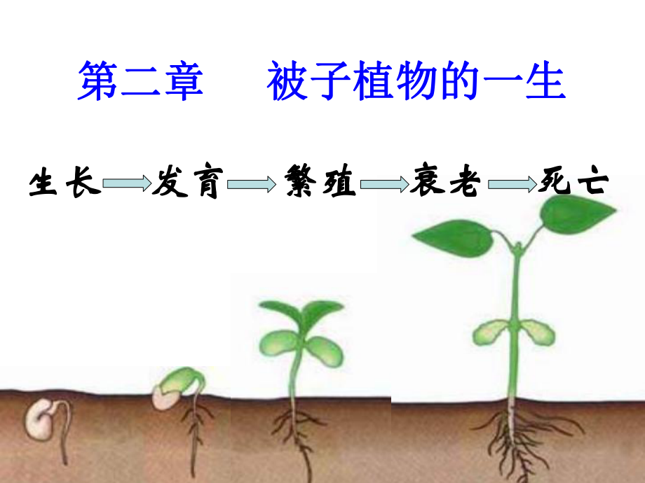 鲁科版生物六年级下册3.2.1种子的萌发课件3_第1页