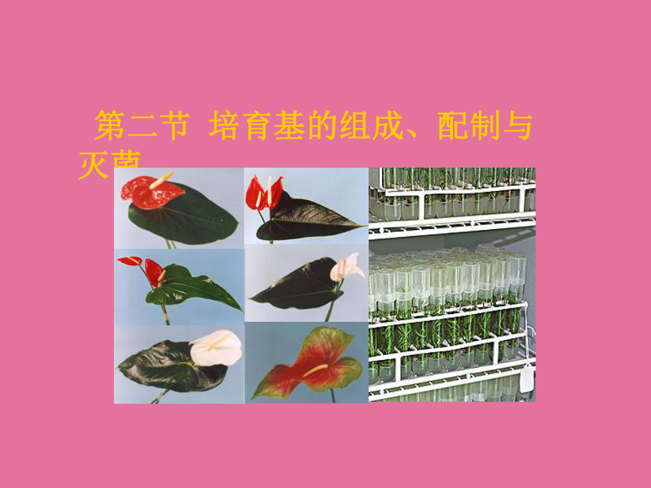 培养基的组成配制与灭菌ppt课件_第1页