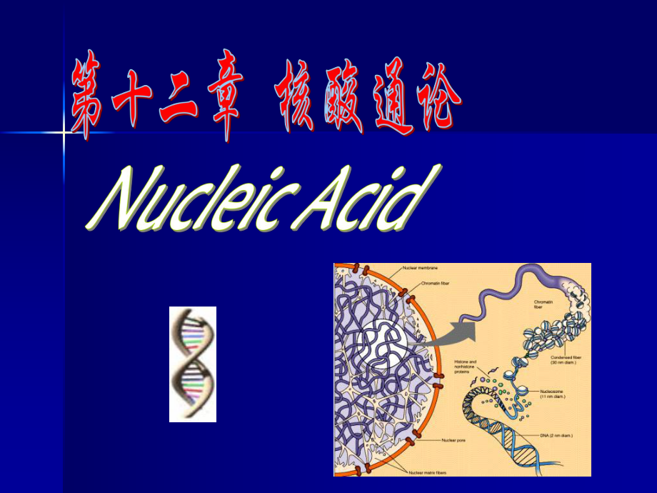 核酸通论课件_第1页
