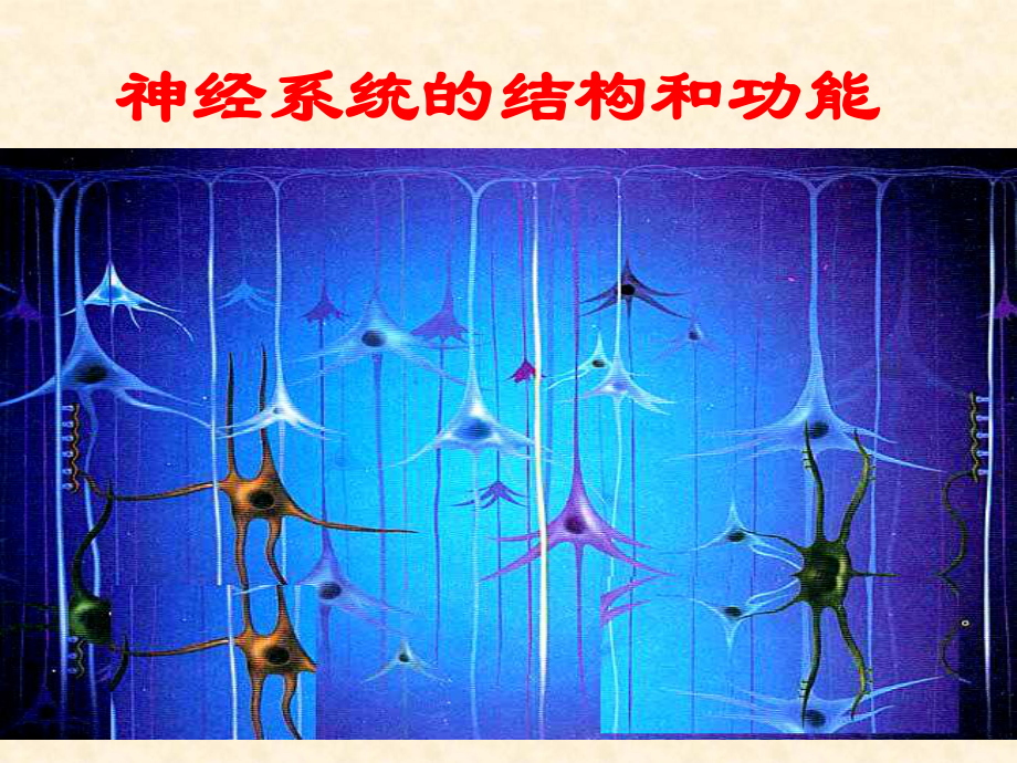 神经调节考试复习课件_第1页