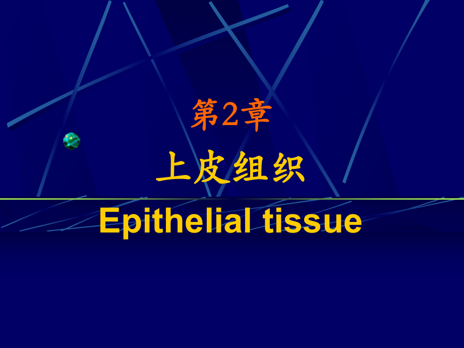 第2章上皮组织_第1页