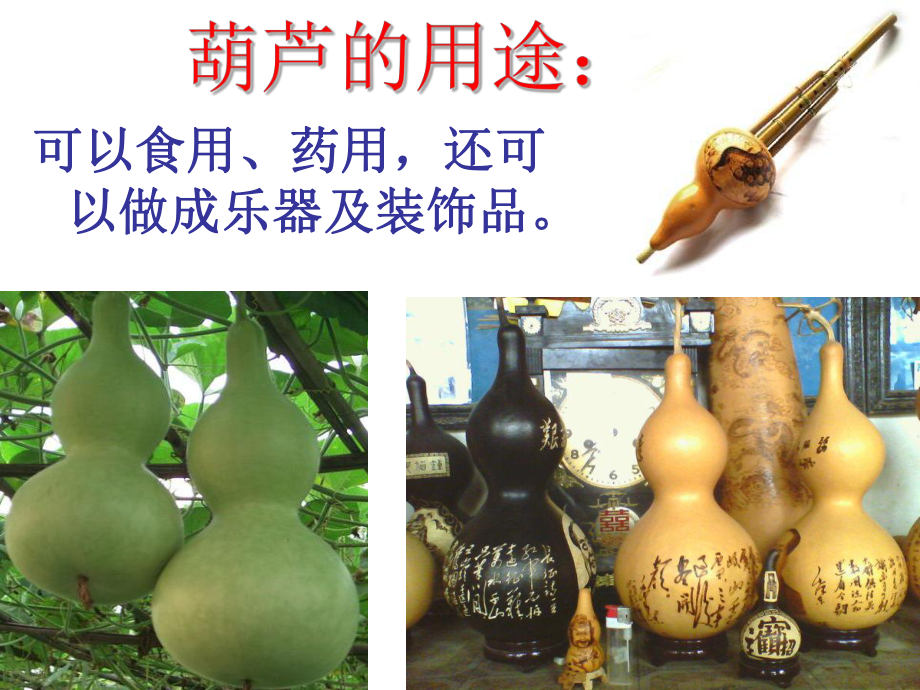 人教二上语文《我要的是葫芦》课件_第1页
