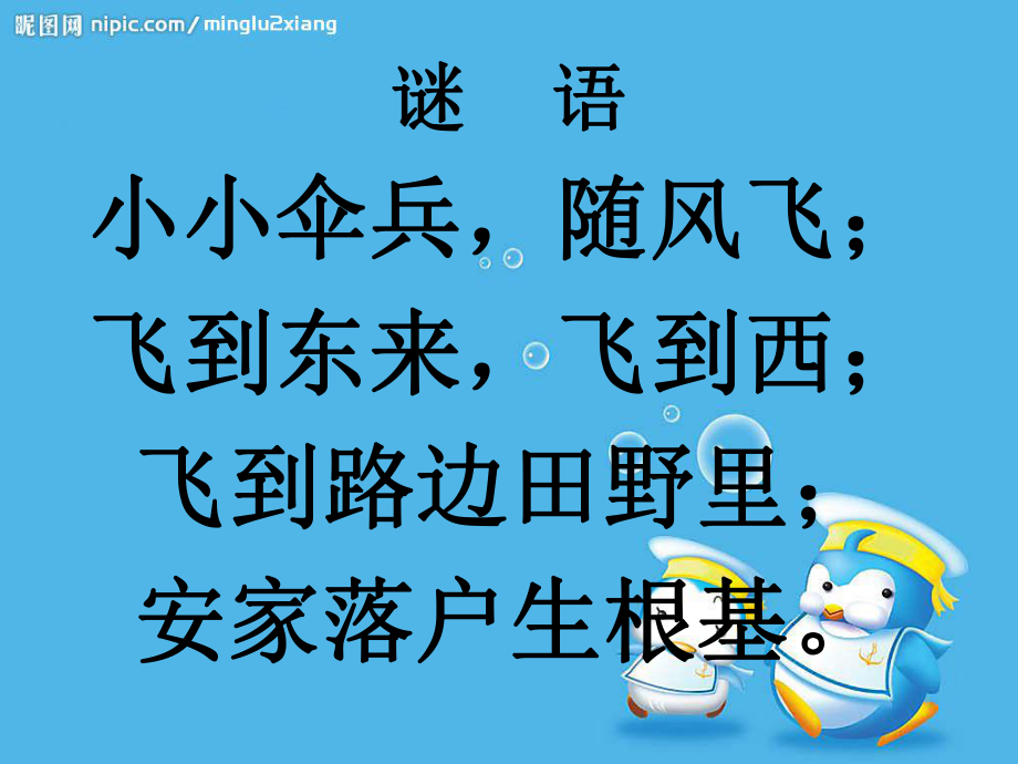 蒲公英课件_第1页