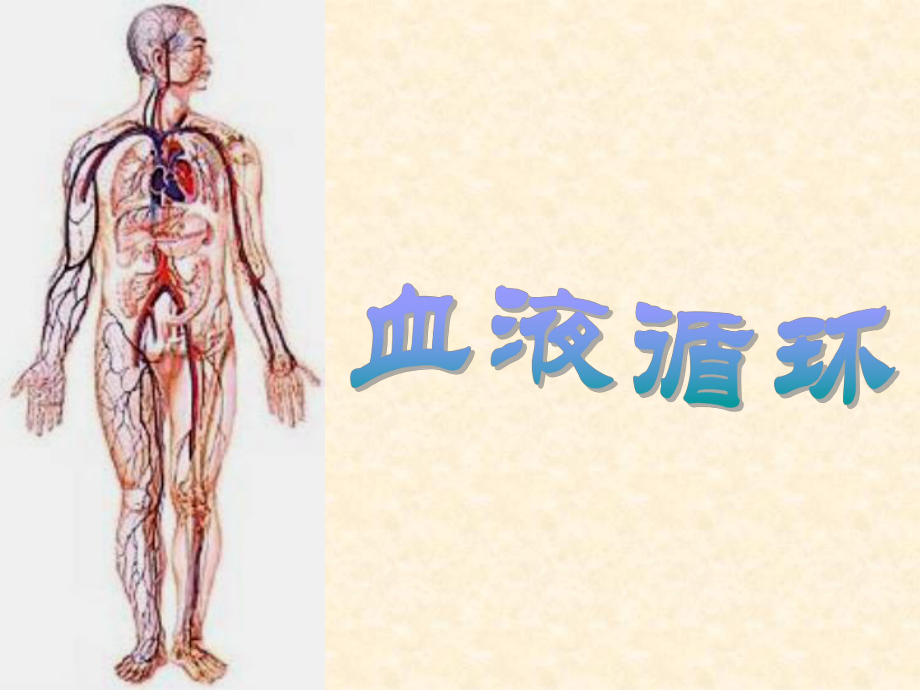 《血液循环》PPT课件_第1页