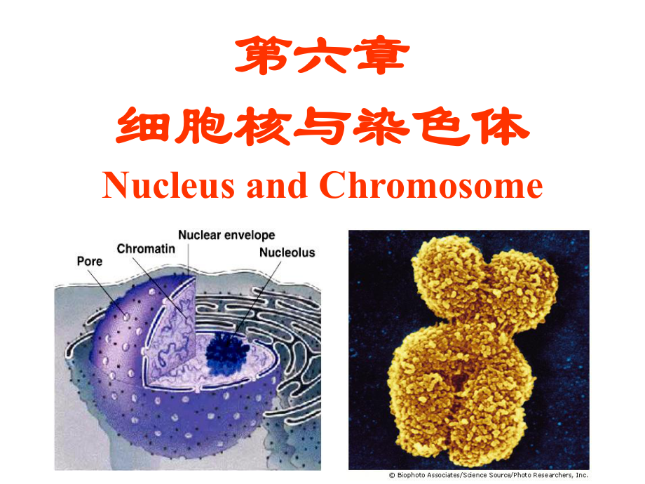 第六章细胞核与染色体NucleusandChromosome_第1页