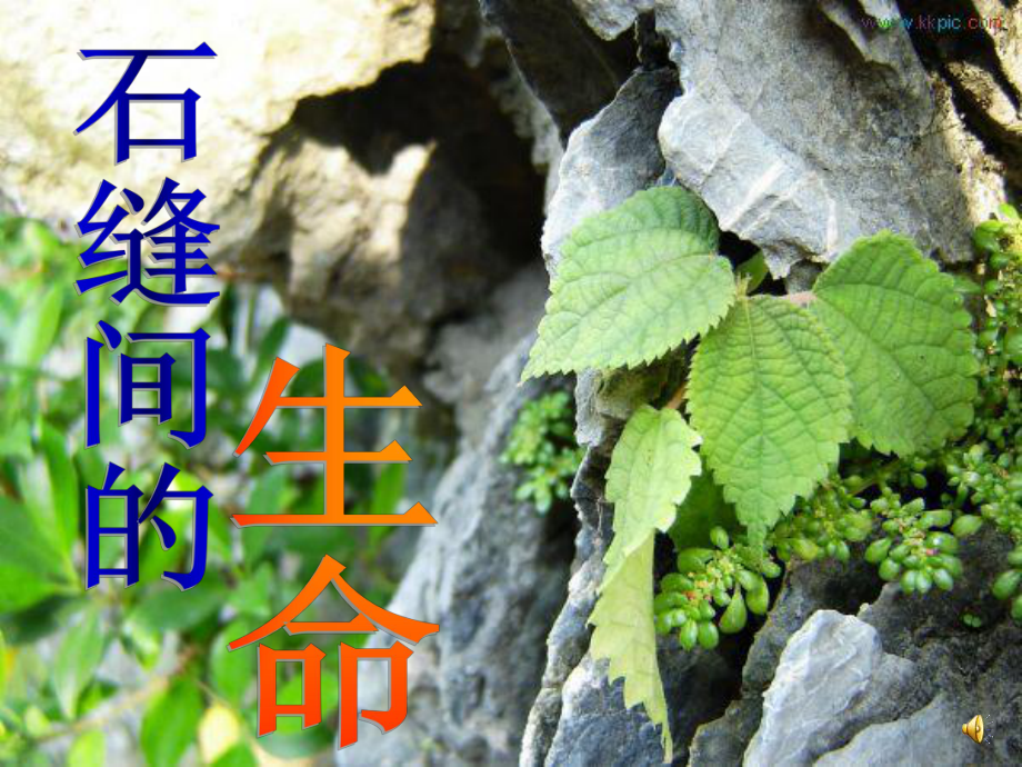 石缝间的生命_第1页