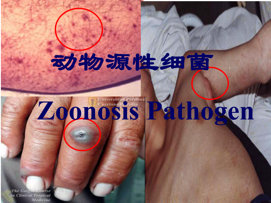 动物源性细菌课件_第1页