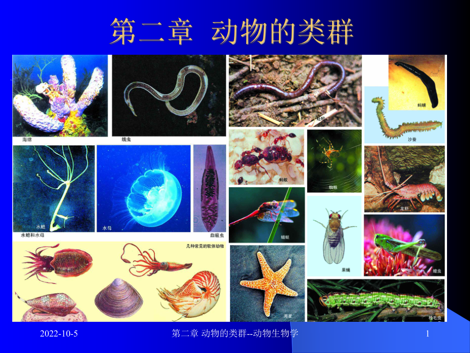 2动物的类群1-原生海绵动物_第1页