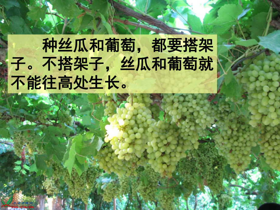 《爬山虎的脚》PPT (2)_第1页