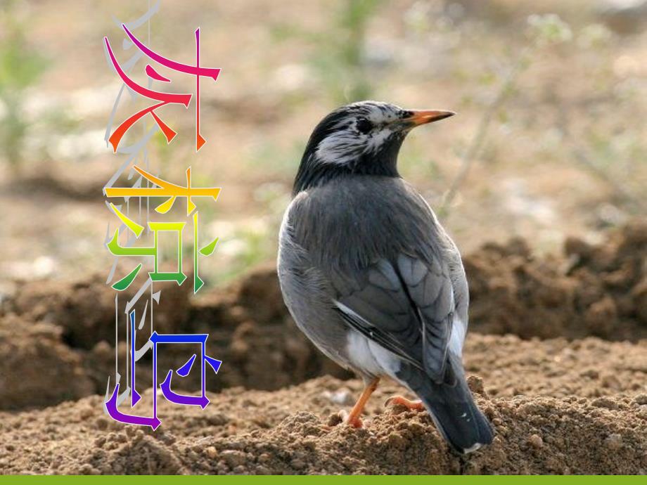 《灰椋鸟第一课时》课件_第1页