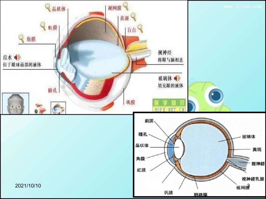 眼科护理查房_第3页