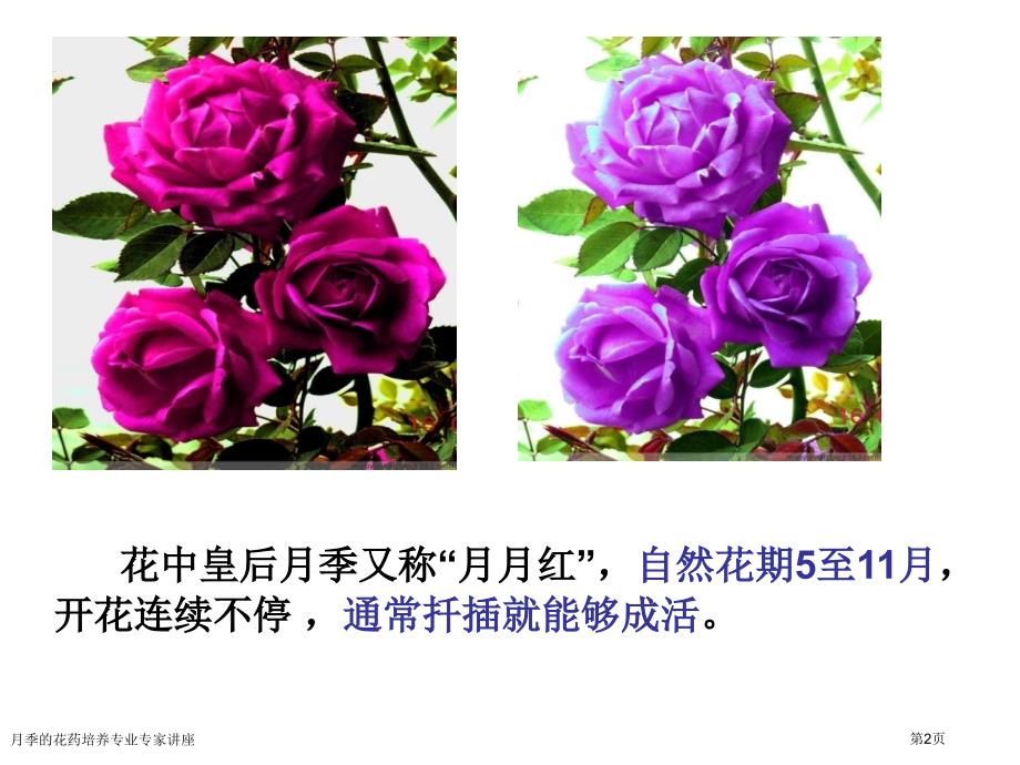 月季的花药培养专业专家讲座_第2页